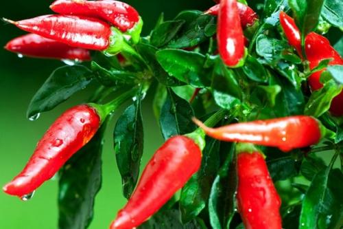 Влияние острой пищи на потенцию. Как острый красный перец влияет на потенцию мужчин?