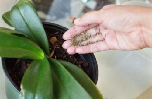 Как ухаживать за орхидеей в горшке в домашних условиях. 