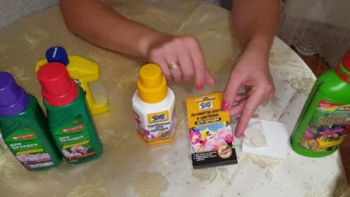 Как ухаживать за орхидеей в горшке в домашних условиях.