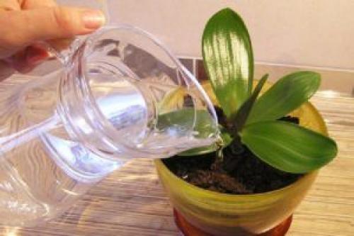 Как ухаживать за орхидеей в горшке в домашних условиях. 