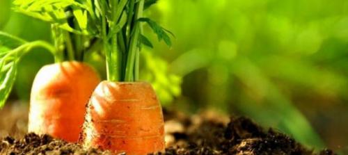 Какой Витамин помогает восстановиться витамину Е. Сколько нужно витамина А в день