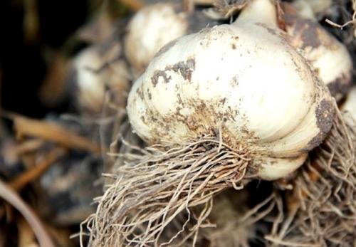 Хранение озимого чеснока в домашних условиях до весны. Предыстория: почему плохо хранится чеснок