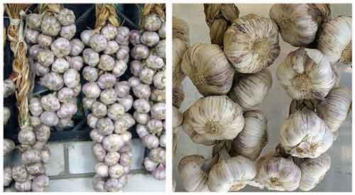 Как сохранить озимый чеснок для посадки весной. Как сохранить чеснок в домашних условиях до весны: храним озимый и яровой