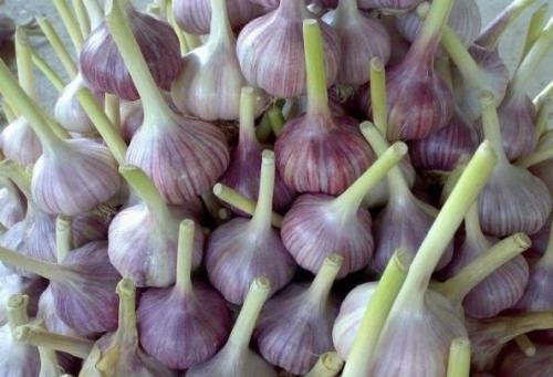 Хранение озимого чеснока в домашних условиях до весны. Предыстория: почему плохо хранится чеснок
