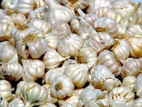 Хранение озимого чеснока в домашних условиях до весны. Предыстория: почему плохо хранится чеснок