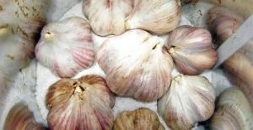 Как сохранить озимый чеснок до весны. Подготовка