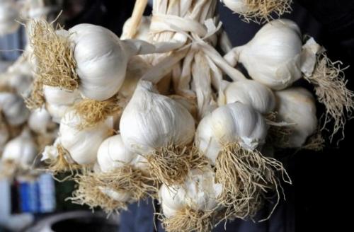 Хранение озимого чеснока в домашних условиях до весны. Предыстория: почему плохо хранится чеснок