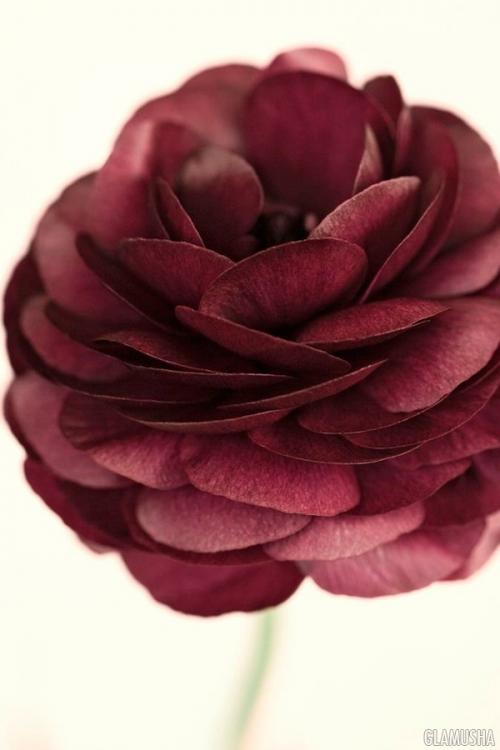 Цвет Марсала это, какой. Всё, что нужно знать о цвете Марсала