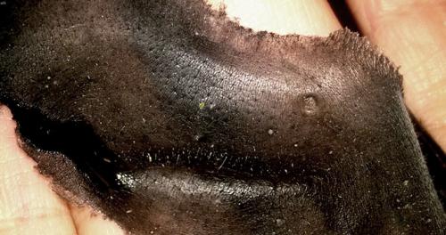 Как сделать черную маску дома без желатина. Популярные рецепты черной маски