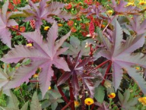 Клещевина обыкновенная. Выбор сорта