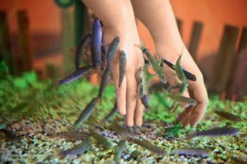 Рыбки которые едят ороговевшую кожу. Пилинг рыбками