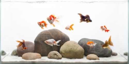 Рыбки которые чистят ноги, как называются. Что такое фиш-пилинг 02