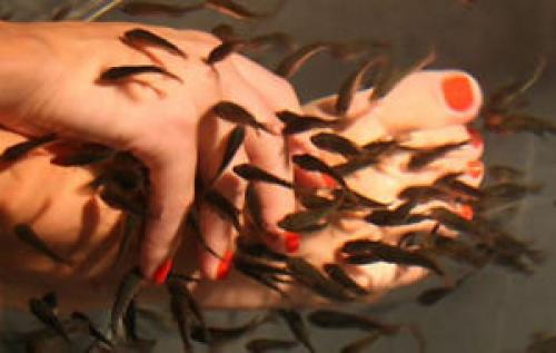 Рыбки которые чистят ноги, как называются. Что такое фиш-пилинг 03