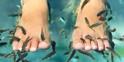 Рыбки которые чистят ноги, как называются. Что такое фиш-пилинг