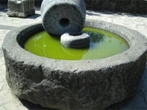 Маска для волос оливковое масло. Маска для волос с оливковым маслом 05 Маска для волос оливковое масло. Маска для волос с оливковым маслом 05