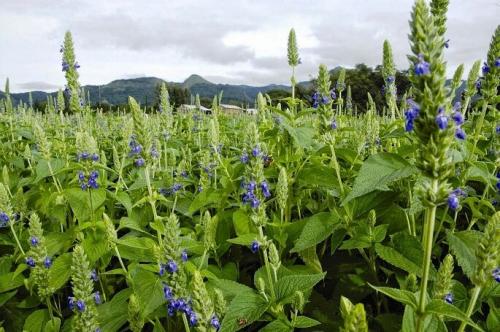 Семена чиа, как пить правильно. Они содержат: