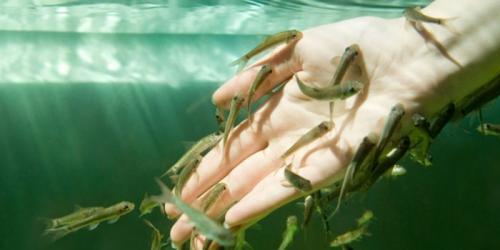 Рыбки которые чистят ноги. Что такое фиш-пилинг