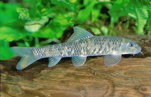 Как называются рыбки которые чистят ноги. Как называются рыбки, которые делают пилинг? 03