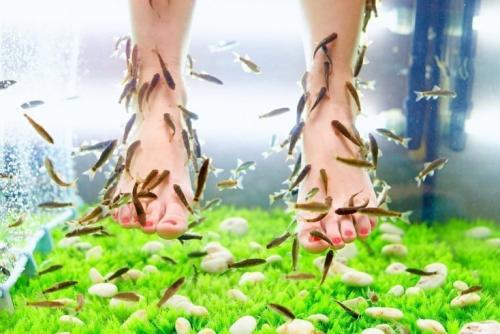 Рыбки косметические. В чем подвох?