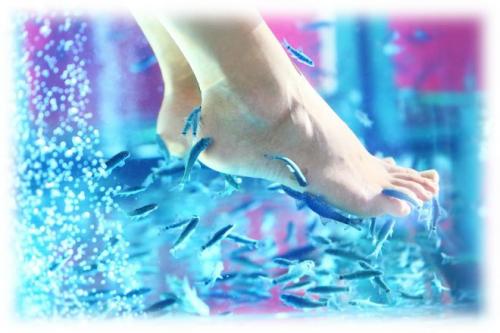 Чин-чин рыбки. Интересное о рыбках-докторах Garra Rufa