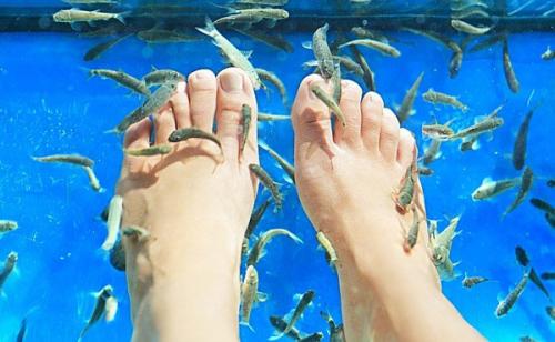 Как называются рыбки которые чистят ноги. Как называются рыбки, которые делают пилинг? 02