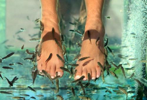 Как называются рыбки которые чистят ноги. Как называются рыбки, которые делают пилинг? 04