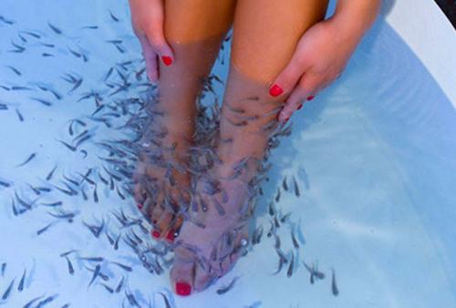 Как называются рыбки которые чистят ноги. Как называются рыбки, которые делают пилинг? 07