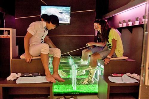 Как называются рыбки которые чистят ноги. Как называются рыбки, которые делают пилинг? 06