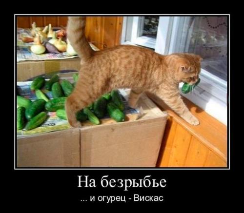 Зачем нужен вазелин для тату. Чем мазать тату для заживления