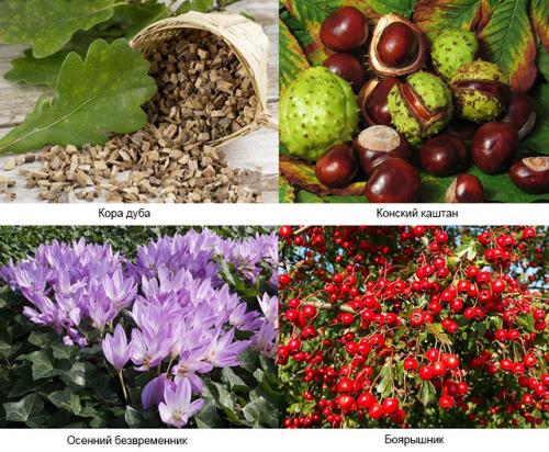 Травы от воспаления. Подборка рецептов с травами для лечения суставов