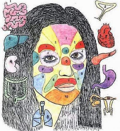 Лицо зоны внутренних органов. Диагностирование болезней по лицу человека 01 Лицо зоны внутренних органов. Диагностирование болезней по лицу человека 01