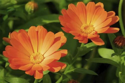 Полезные травы для организма. Полезные травы для здоровья человека 01 Полезные травы для организма. Полезные травы для здоровья человека 01