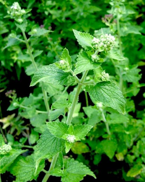 Мята или мелисса, что лучше успокаивает. Мята и мелисса – это одно и то же 04 Мята или мелисса, что лучше успокаивает. Мята и мелисса – это одно и то же 04