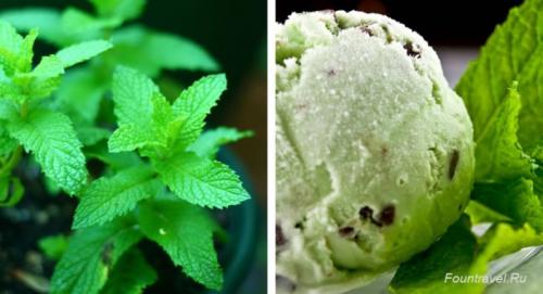 Чем полезна мята?