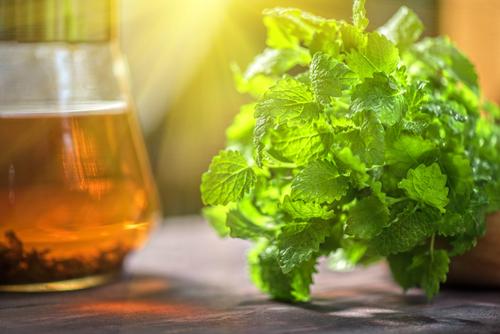 Мелисса мята душица. Отличия мяты и мелиссы