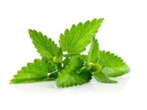 Мелисса и мята. Отличия мяты и мелиссы