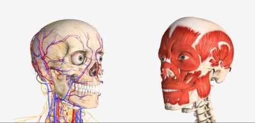 Гимнастика для мышц лица от морщин. Гимнастика для мышц лица: эффективность, правила проведения