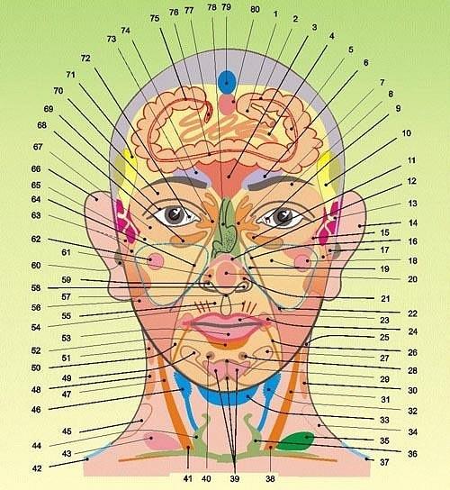 Проекции органов на лице и теле по огулову. Плакаты с описанием зон воздействия (Огулов)