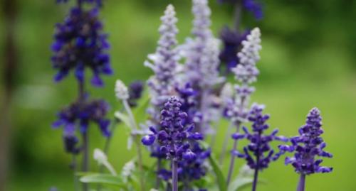 Какие травы полезные. Какие травы могут быть полезны для здоровья 08