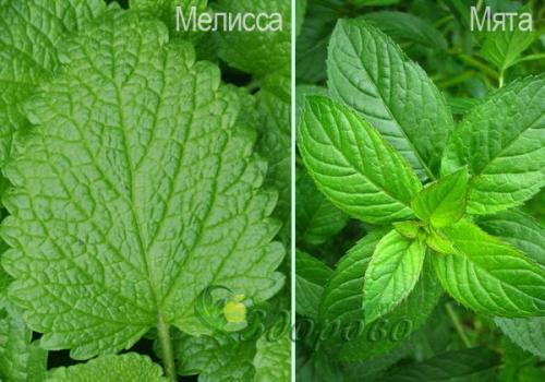 Перечная мята мелисса. Мята и мелисса – отличия