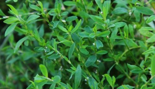 Какие травы полезные. Какие травы могут быть полезны для здоровья 07