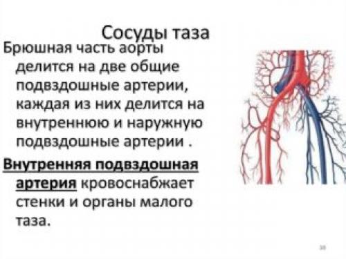 Свечи для улучшения кровообращения в малом тазу у мужчин. Способы улучшения кровообращения в малом тазу