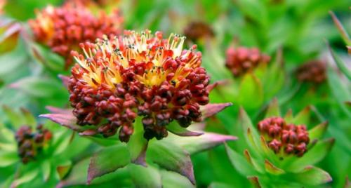 Какие травы полезные. Какие травы могут быть полезны для здоровья 03