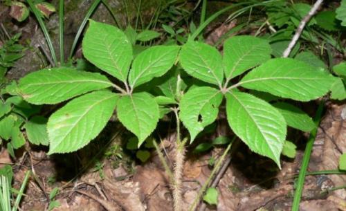 Какие травы полезные. Какие травы могут быть полезны для здоровья 04