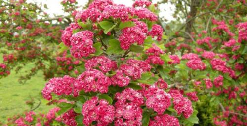 Какие травы полезные. Какие травы могут быть полезны для здоровья 02