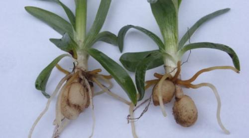 Какие травы полезные. Какие травы могут быть полезны для здоровья 01