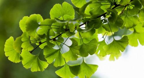 Какие травы полезные. Какие травы могут быть полезны для здоровья 05