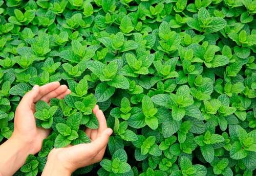 Можно ли заменить мяту мелиссой. Мята и мелисса – это одно и то же