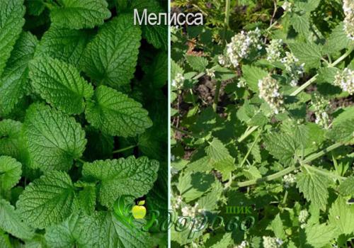 Мелисса или мята, что полезнее. Мята и мелисса – отличия