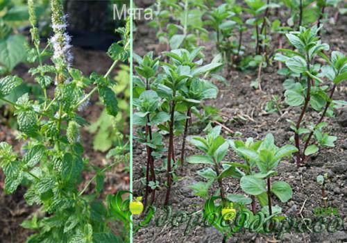 Мелиса и мята различие. Мята и мелисса – отличия